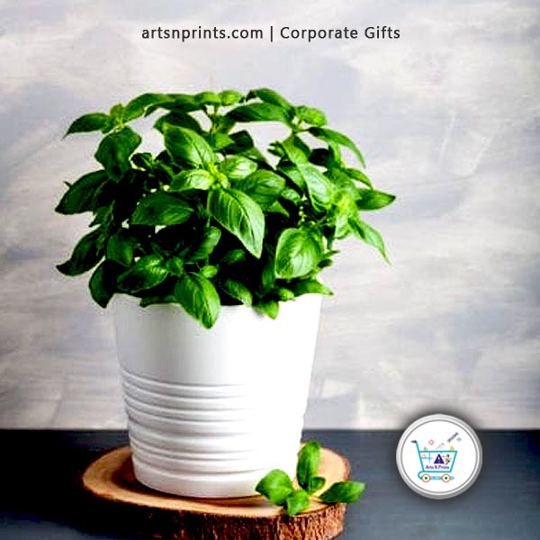 Nature’s Charm in a Pot Perfect for Homes, Desks, and Hearts