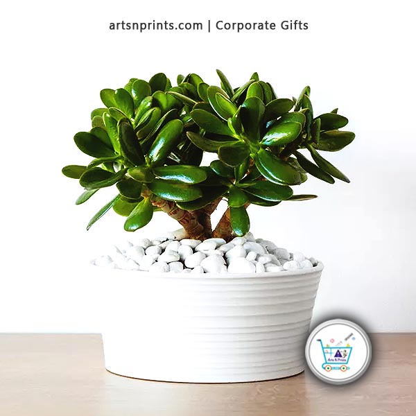 Rooted in Thoughtfulness Green Gifts for Every Space